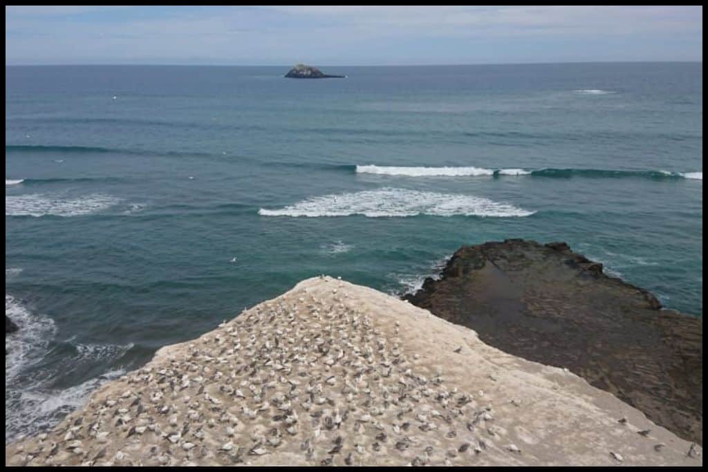 Top-down perspective on the gannet colony at Muriwai Beach.
