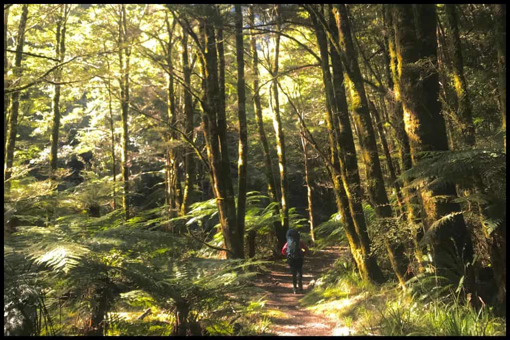 Hiker retreats into the forest on the Lake Waikaremoana Track.