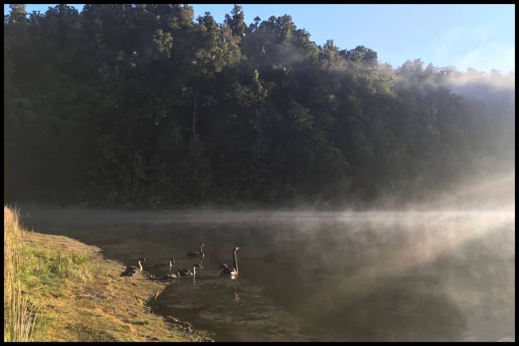 Geese paddle in the shallows of Lake Waikaremoana.