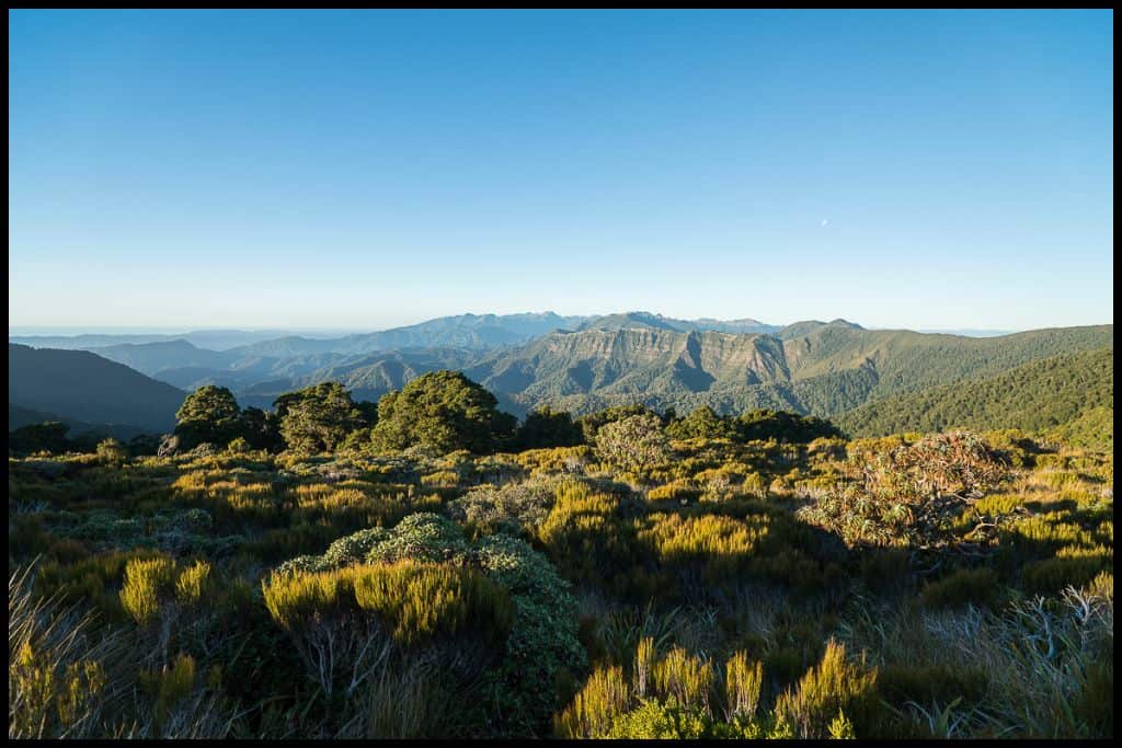 Late afternoon sun highlights all the greens in the bush in the Paparoa Ranges.