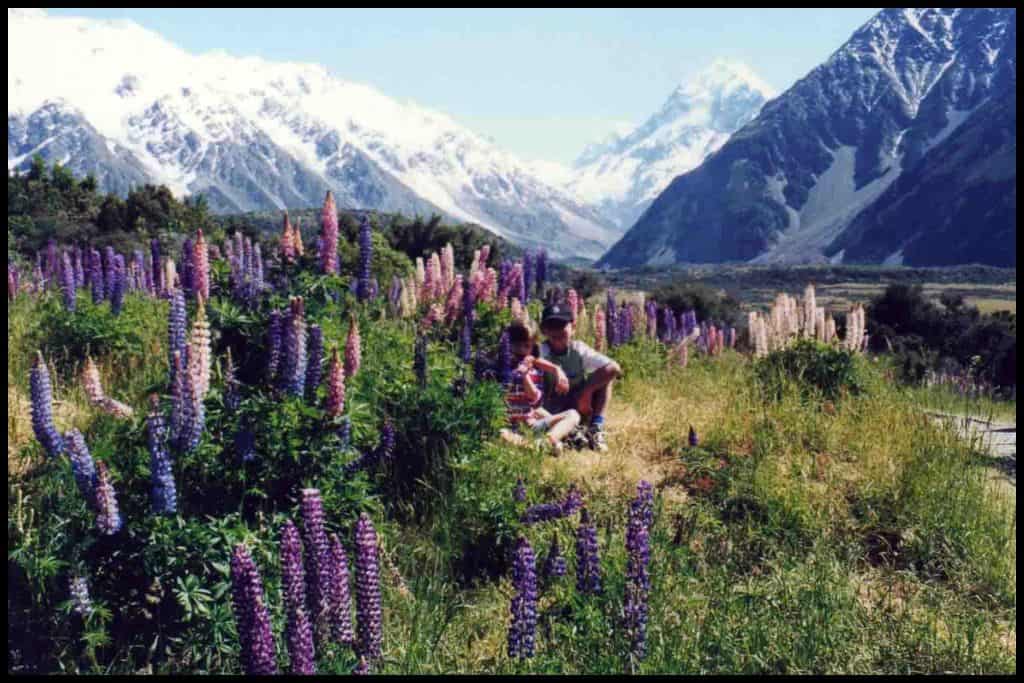 Two children sit amongst the purple lupins with Mount Cook in the background.