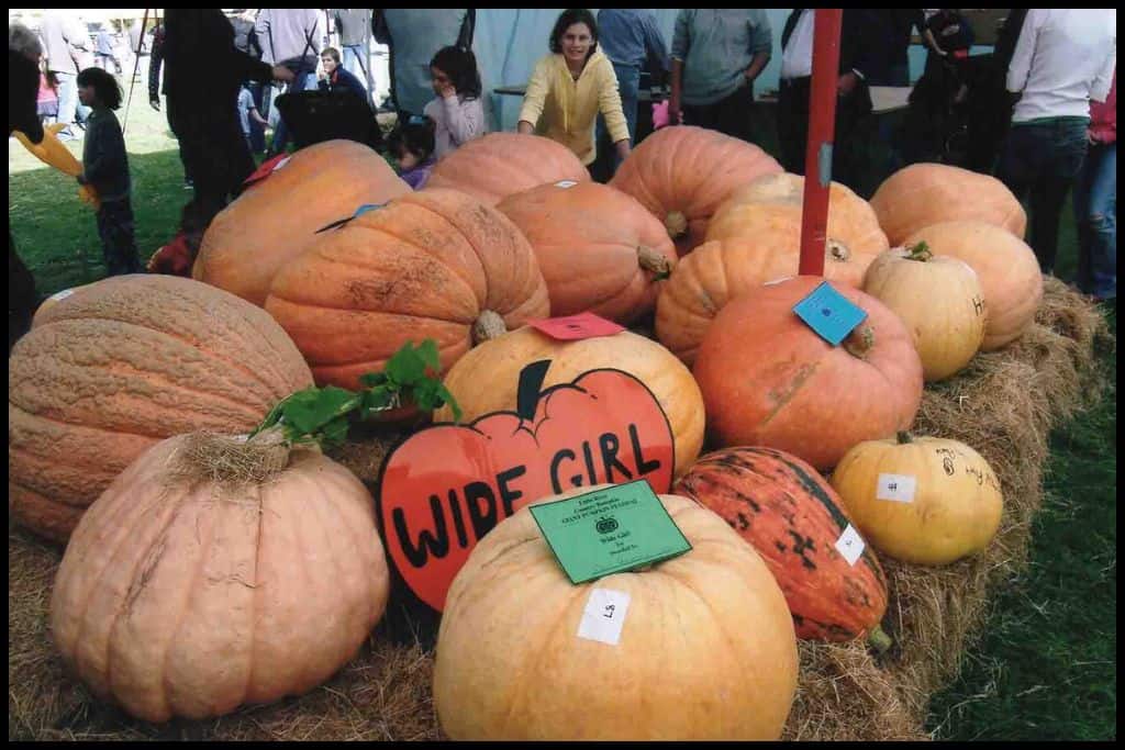 A young girl smiles across a pile of ginormous pumpkins at the Little River pumpkin festival.