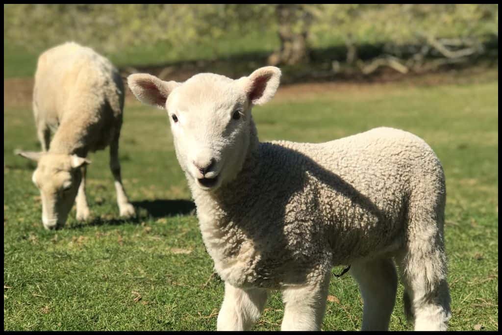 A lamb smiles at the camera while its sibling grazes in the background.