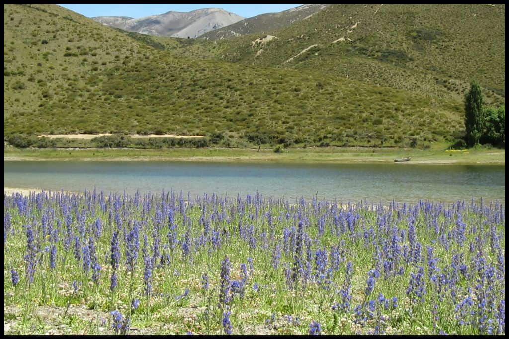 Purple lupins sprout up on the shores of Lake Lyndon.