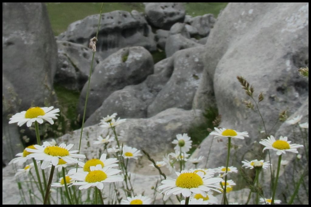 Alpine daisies sprout up amongst the boulders at Castle Hill Scenic Reserve.