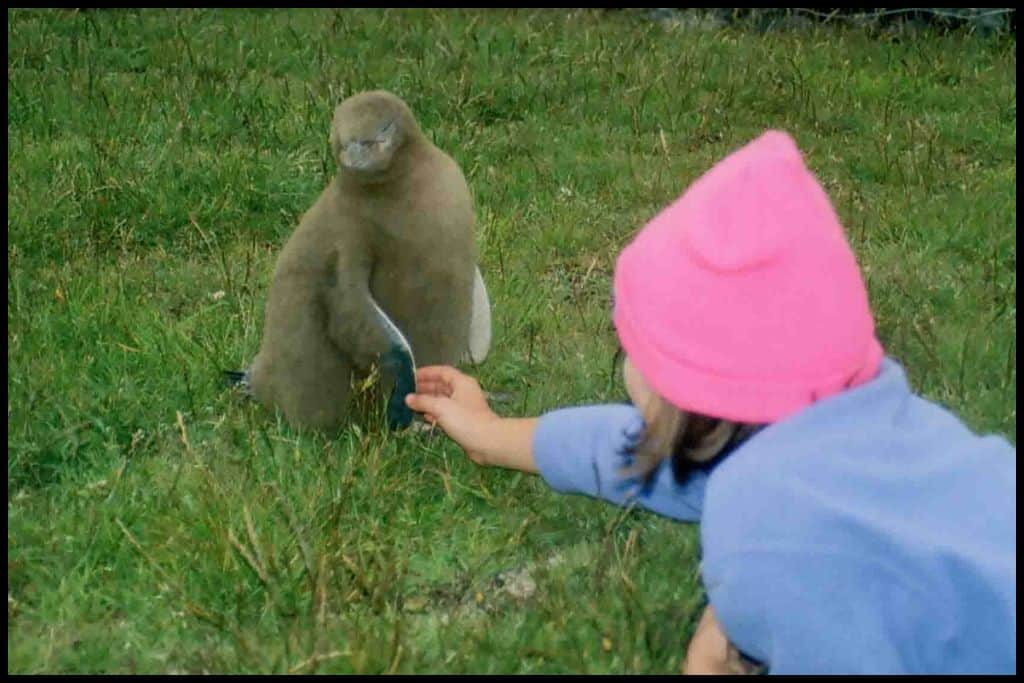 A young girl lies in the grass reaching out to touch the flipper of a little blue penguin chick.