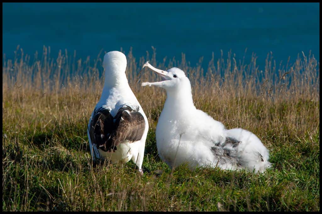 An albatross and its young, pictured atop a cliff at the Dunedin colony.