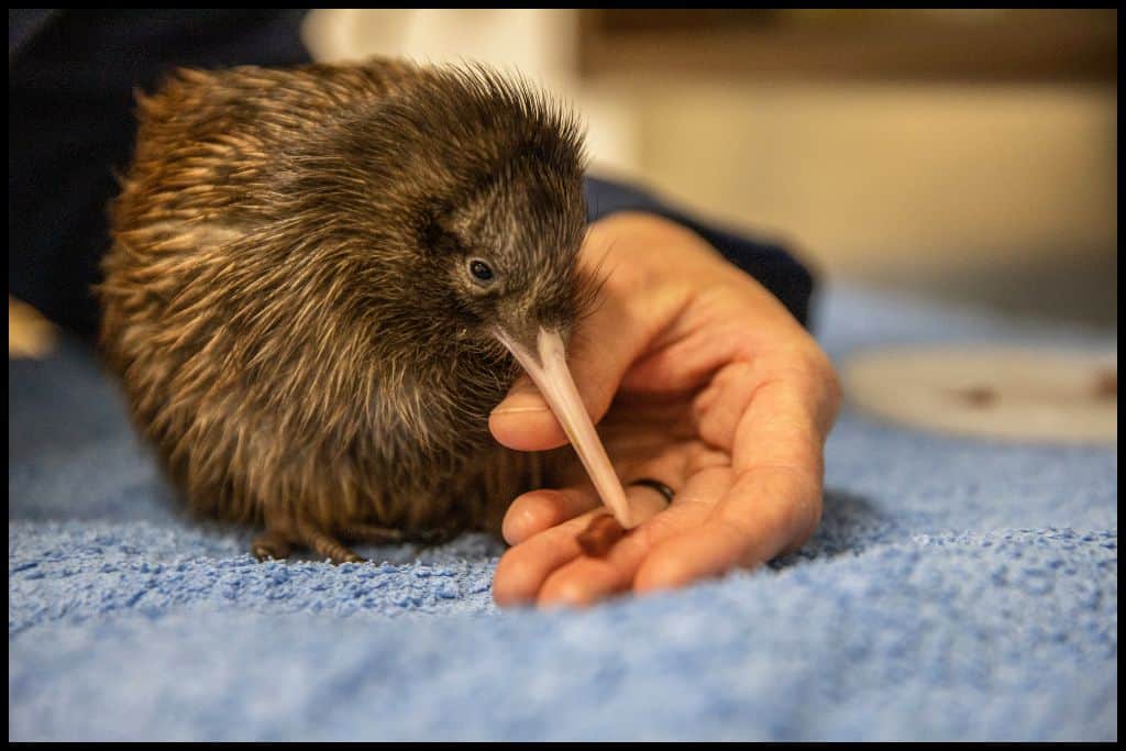 A kiwi chick sits on a blue towel in the care of a keeper.