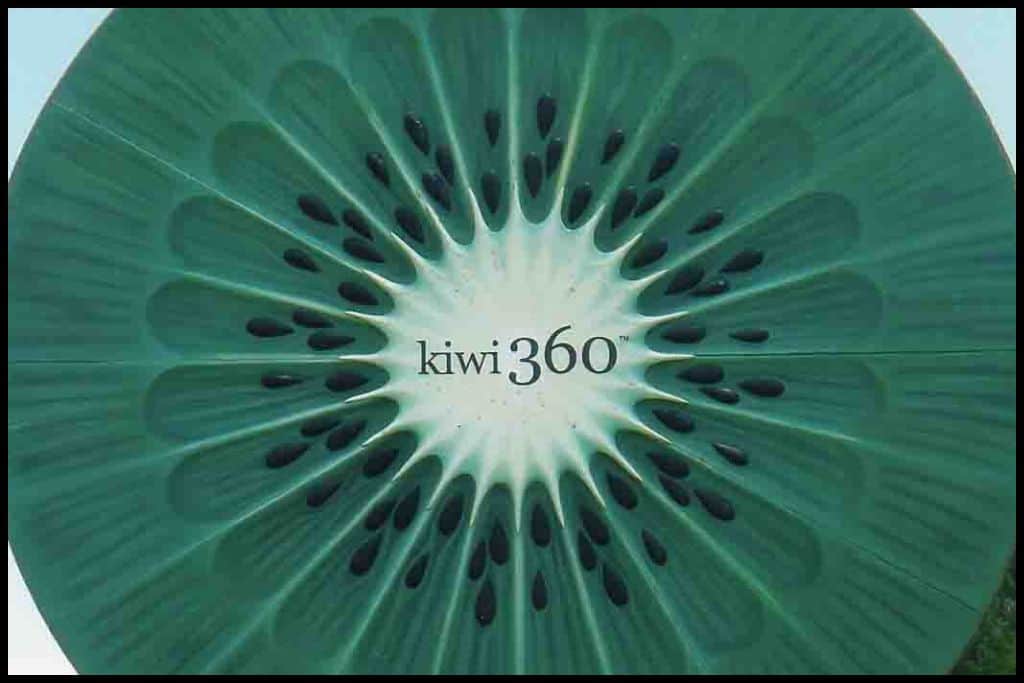 A close up shot of the face of the giant kiwifruit at Te Puke.