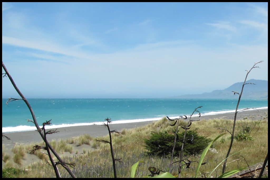 Photo shows a long stretch of sand and surf from behind some foliage.