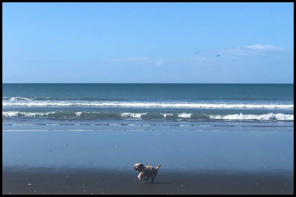 A cavoodle runs along parallel to the New Brighton surf.