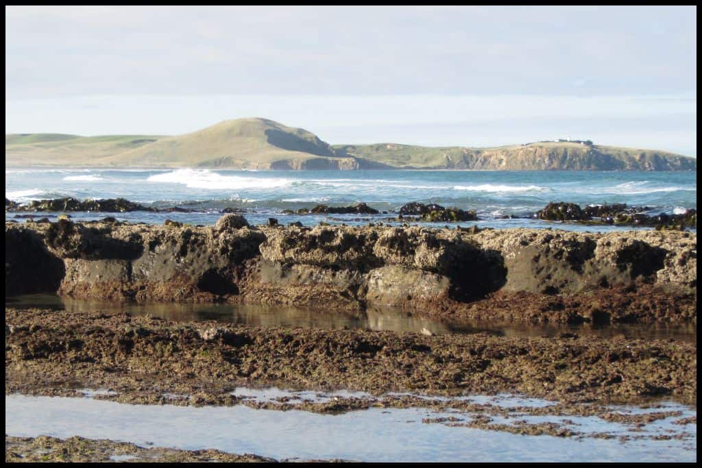Rocks and kelp in the foreground are pictured with sea and headland behind.
