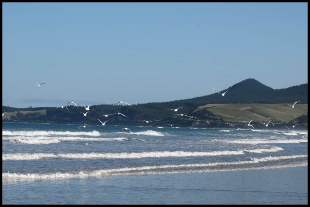 Seagulls swoop over the waves crashing onto shore at Katiki.