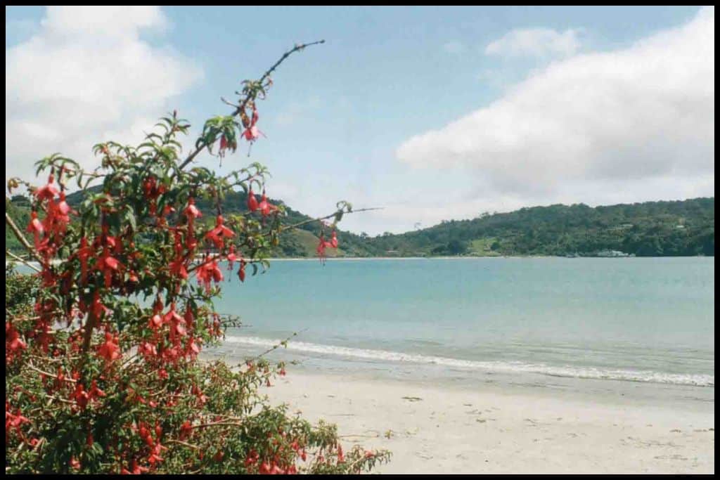 A red flowering bush partially covers a view out to the shoreline of Stewart Island.