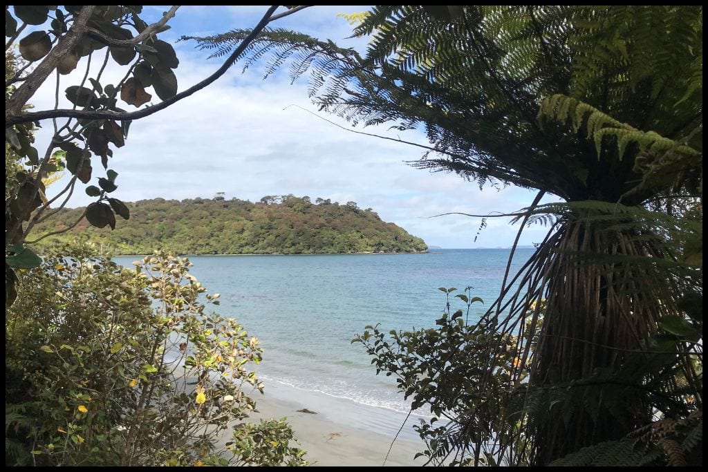Through the foliage is the sea and headlands of the Rakiura Track.