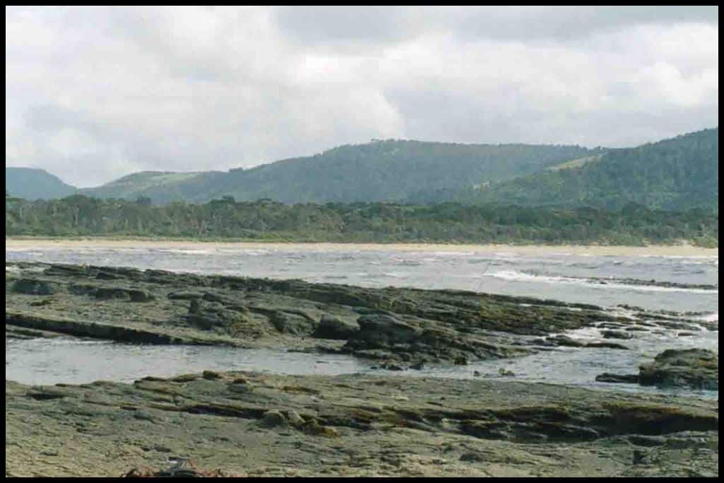 The petrified forest and coastline of the Catlins at Curio Bay.