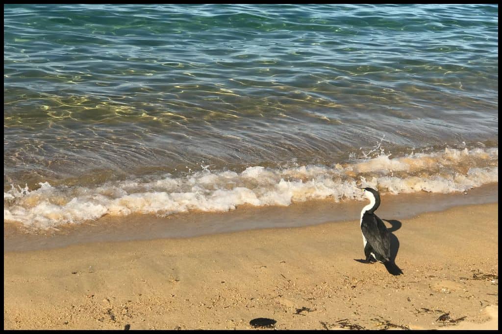 A native shag approaches the crashing waves of a very pretty beach - Mutton Cove.