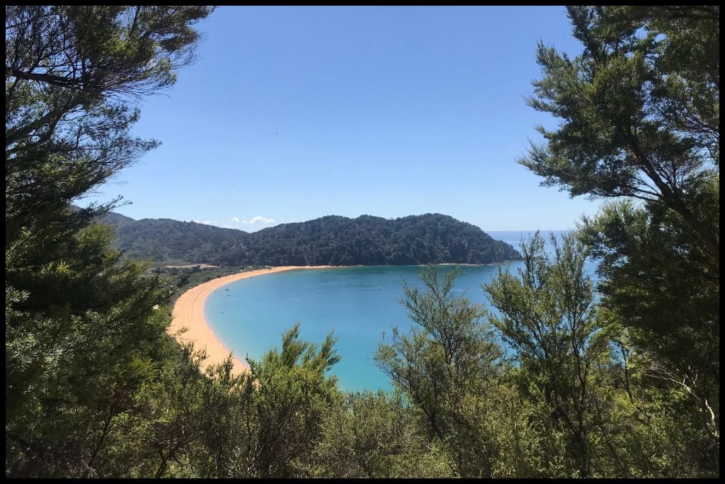 A view through the foliage reveals a very golden beach with very blie water - Totaranui Beach.
