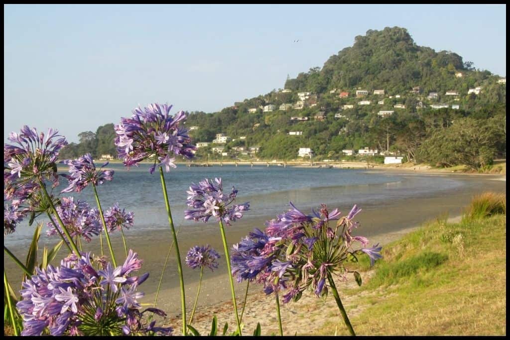 Purple flowers frame a photo of Mount Paku and Tairua Beach.