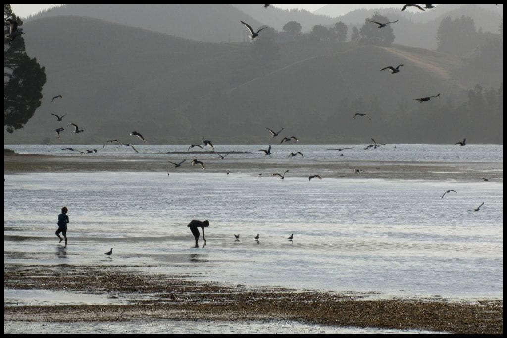 Birds take off together, silhouetted above the surf.