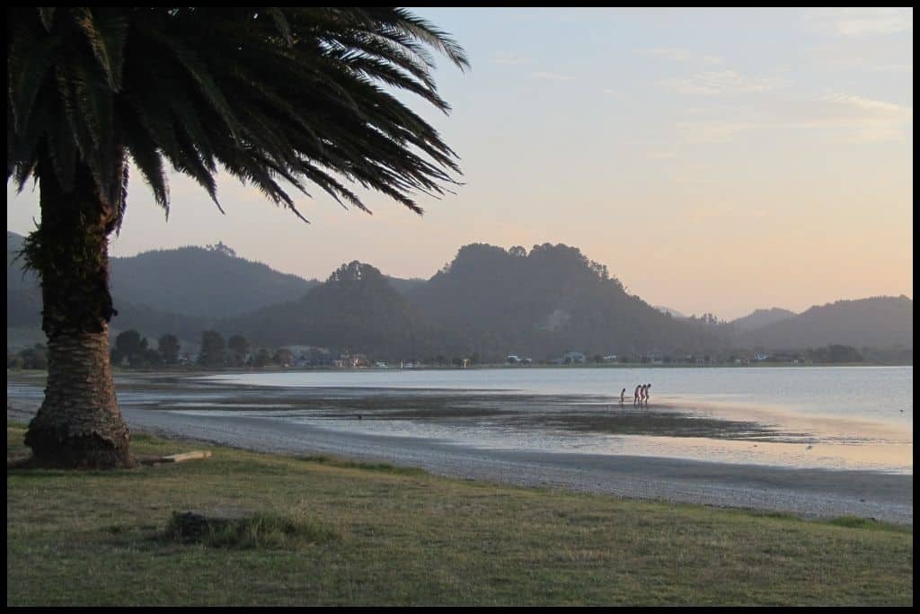 A Phoenix palm casts morning shadow over the Tairua Estuary at low tide.
